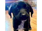 Adopt Tippy pup Murri a Labrador Retriever, Mixed Breed