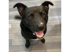 Adopt Gordo a Labrador Retriever, Mixed Breed