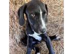 Adopt Stone a Labrador Retriever, Mixed Breed