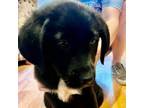 Adopt Tippy pup Rockefeller a Labrador Retriever, Mixed Breed