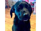 Adopt Tippy pup Harley a Labrador Retriever, Mixed Breed