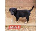 Adopt Fluff pup 2 a Border Collie, Mixed Breed