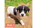 Adopt Fluff pup 3 a Border Collie, Mixed Breed