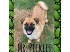 Adopt Mr. Pickles a Pug, Mixed Breed