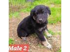 Adopt Fluff pup 4 a Border Collie, Mixed Breed