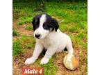 Adopt Fluff pup 6 a Border Collie, Mixed Breed