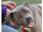 Adopt Chapo a Pit Bull Terrier, Mixed Breed
