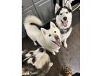 Adopt Bolt a Husky