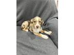 Adopt Charlie B a Australian Shepherd, Dachshund