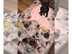 Pug PUPPY FOR SALE ADN-778282 - Pug female