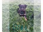German Shepherd Dog PUPPY FOR SALE ADN-778293 - German Shepard 3mo