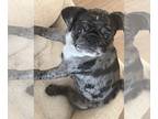 Pug PUPPY FOR SALE ADN-778301 - Merle pug puppy
