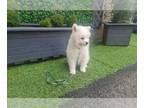 Samoyed PUPPY FOR SALE ADN-778336 - Samoyed puppies last girl boy Parents AKC