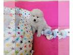 Samoyed PUPPY FOR SALE ADN-778356 - Lovely Samoyed puppies looking for new home
