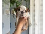 English Bulldog PUPPY FOR SALE ADN-778528 - Beautiful English bulldog