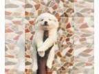 American Eskimo Dog-Papimo Mix PUPPY FOR SALE ADN-778529 - 1 to 3 Month American