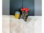 Yorkshire Terrier PUPPY FOR SALE ADN-778556 - Tiny Teacups