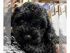 Poodle (Toy) PUPPY FOR SALE ADN-778558 - Toy Poodles