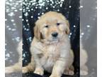 Golden Retriever PUPPY FOR SALE ADN-778560 - Beautiful farm raised Golden