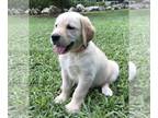 Golden Labrador PUPPY FOR SALE ADN-778568 - Beautiful Goldador puppies