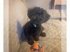 ShihPoo PUPPY FOR SALE ADN-778569 - Shihpoos
