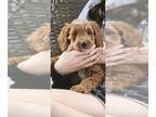 Goldendoodle PUPPY FOR SALE ADN-778578 - Red male