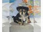 YorkiePoo PUPPY FOR SALE ADN-778583 - Wiersmas Yorkie poo puppies