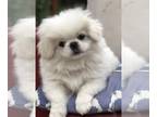 Pekingese PUPPY FOR SALE ADN-778584 - Sparkles White male Pekingese