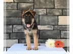 German Shepherd Dog PUPPY FOR SALE ADN-778585 - AKC German Shepherd For Sale