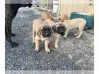 Mastiff PUPPY FOR SALE ADN-778589 - AKC Registerable English Mastiffs