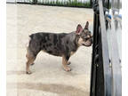 French Bulldog PUPPY FOR SALE ADN-778595 - Bailey