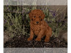Poodle (Standard) PUPPY FOR SALE ADN-778596 - Red and Apricot Standard Poodle
