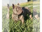 French Bulldog PUPPY FOR SALE ADN-778598 - Isabella Male French Bulldog