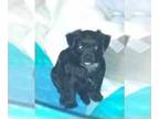 YorkiePoo PUPPY FOR SALE ADN-778601 - Wiersmas Yorkie poo puppies