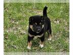 Shiba Inu PUPPY FOR SALE ADN-778603 - Shiba Inu puppy for sale