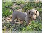 Dachshund PUPPY FOR SALE ADN-778605 - Miniature Dachshund for sale