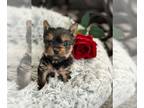 Yorkshire Terrier PUPPY FOR SALE ADN-778607 - Micro yorkie puppy