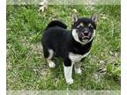 Shiba Inu PUPPY FOR SALE ADN-778609 - Shiba Inu puppy for sale