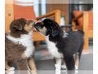Australian Shepherd PUPPY FOR SALE ADN-778611 - Australian Shepherd Puppies