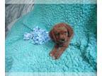Cavalier King Charles Spaniel-Poodle (Toy) Mix PUPPY FOR SALE ADN-778613 -