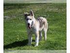German Shepherd Dog-Siberian Husky Mix PUPPY FOR SALE ADN-778615 - German Husky