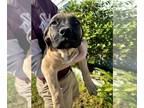 Boerboel PUPPY FOR SALE ADN-778624 - South African Mastiffs puppies