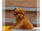 Poodle (Miniature) PUPPY FOR SALE ADN-778625 - Male mini poodle