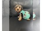 Yorkshire Terrier PUPPY FOR SALE ADN-778632 - Female yorkie