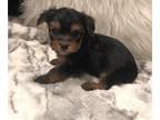 Yorkshire Terrier PUPPY FOR SALE ADN-778633 - Gorgeous TEACUP female Yorkshire
