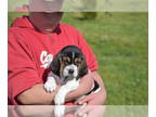 Basset Hound PUPPY FOR SALE ADN-778636 - Bassett Hounds from Brothers Northwest