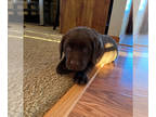 Labrador Retriever PUPPY FOR SALE ADN-778639 - 5 beautiful chocolate lab pups