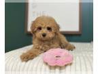 Cavapoo PUPPY FOR SALE ADN-778652 - Female Toy Cavapoo Puppy