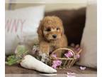 Cavapoo PUPPY FOR SALE ADN-778652 - Female Toy Cavapoo Puppy