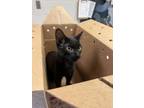 Adopt Midnight a Domestic Short Hair